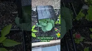 DIY Shade Cloth Protects Plants from Summer Heat