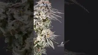 beautiful plants. #420 #420daily #canada #cannabisdaily #weednews #420live #cool #extract