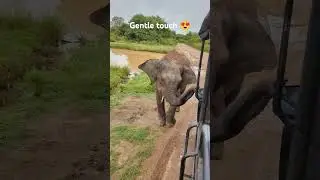 Safari at Udawalawe, Sri Lanka 🇱🇰 #elephant #safari #visitsrilanka