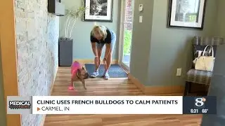 Clinic uses French bulldogs to calm patients