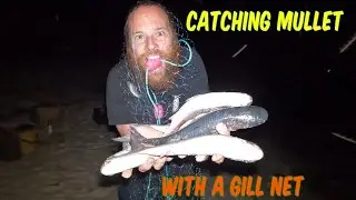 Catching BIG metro MULLET in a GILL NET