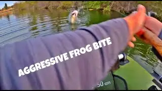 Aggressive Largemouth Bass Frog Bite AT MY FEET!