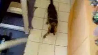partisotti eddie le chat serpillere