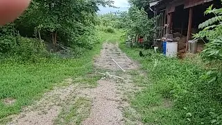 Farm Short Predators