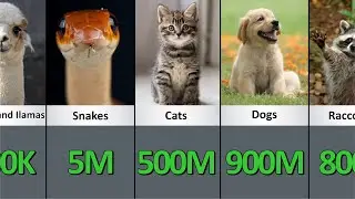 Most Popular Pets in the World 🌍 | Top 10 Cutest & Smartest Animals 2025 🐶🐱