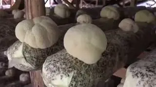 Organische Hericium erinaceus (paddenstoel extract) boerderij in China ⟹ Vitaminesperpost.nl