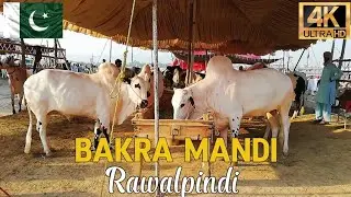 🇵🇰 Bakra Mandi: Walking Tour of Biggest Rawalpindi Mandi & More in 4K