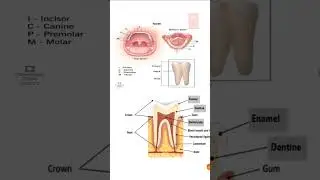 Biology (दांत) Important Topic 🔥 | General Science | Ek Formula और सब याद 💯