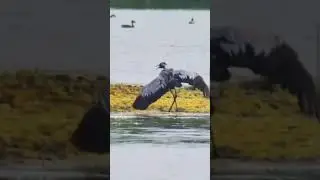 Eigal fight #eigal #birds #animals #anime #nature #1000subscriber #1millionviews #1ksubscribers