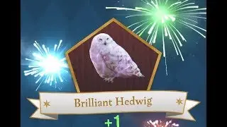 Brilliant Hedwig - Gryffindor Dormitory