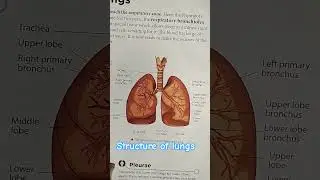 #viralvideo #viralshort #human body#structure of lungs#educational video