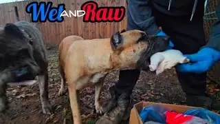 How To Feed Your Dogs When Its Rainy and Cold