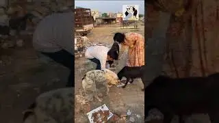 selfless Love #animal #dog #doglover #rescueddog #humanity #shelterdog #friendsforever #straydogs