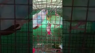 Budgie Soap comedy 🤣🤣🤣|@dskbirds#shortsfeed #youtubeshorts #shortsvideo #birds