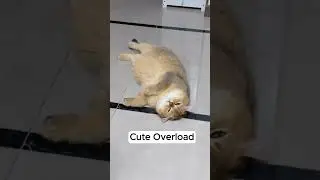 Widdle Nose, Pretty Toes, Loaf Mode! Golden British Shorthair Kitty 🐱💖 #cats #cuteanimals