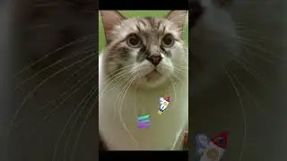 Solana | Xu el Gato