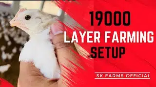 19000 White Layer Poultry Farming For Eggs Business in Pakistan | Chicken Farming | Egg Business