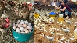 Raising Baby Chicks & Collecting Fresh Eggs &ndash; Peaceful Farm Life(E7)