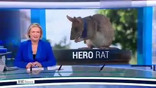 Stan Twitter: Finally a giant rat has been awarded a golden metal
