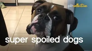 The World's Most Spoiled Dogs