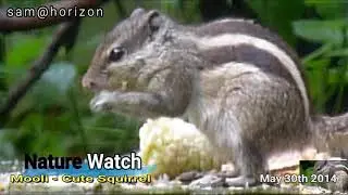Nature Watch-----Indian palm squirrel or three-striped palm squirrel (Funambulus palmarum)