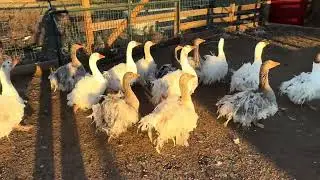 Goose Attitude 
