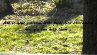 Birdgardening