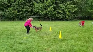 AKC Fetch Intermediate Demo with Crystal and Zelda, judge Kelly Maier June 2024