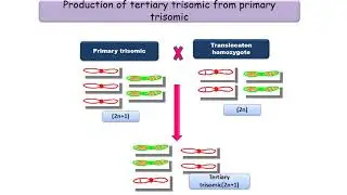 Trisomics in crop improvement