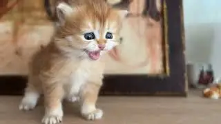 Kitten 29 day after birth first day walking without mother