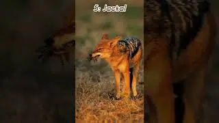 Top 10 Wild Dog Breeds In The World 🌎 #knowledge #wonder world #animals