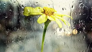 Original 