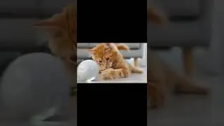 toy for cat, the rechargeable flashing ball #cat #toys #shorts