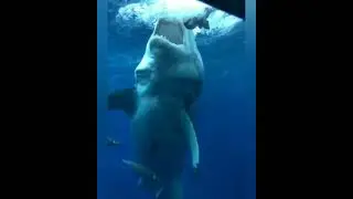 Shark reaction #shark#oceanworld#shorts#bigshark#sharkactivity