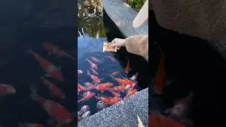 Many Fish Got Food from This One Coin. #shortsvideo #shorts #short #shortvideo