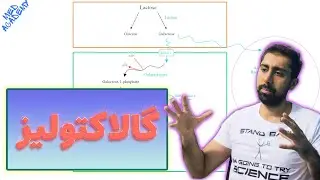 گالاکتولیز در بیوشیمی | مسیر للوار | متابولیسم لاکتوز
