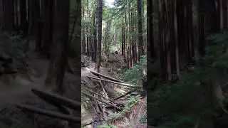 forrest scape