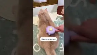 Why Every Cat Owner in the US Is Switching to This Brush 🇺🇸🐱