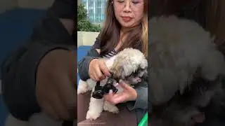 How to Put On Dog Goggles for Optimal Comfort & Protection!