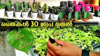 30 രൂപ മുതൽ തൈകൾ Indoor Plants and Seedlings Malayalam @ Happy Pots Thrissur
