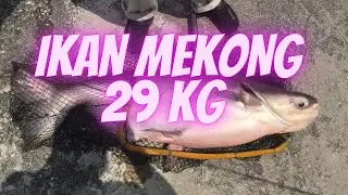 Tarik Ikan Mekong Macam Tarik Bas ! Kolam Pancing Wu Ping, Cheras #ikanmekong #kolampancingwuping