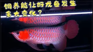 #51 饲养到底能让龙鱼发生多大变化？以和兴赛季超神为例