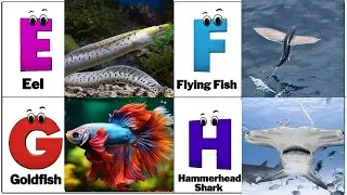 Alphabet Song with Sea Animals | ABC Learning Video for Preschool Kids | Koko Study Class