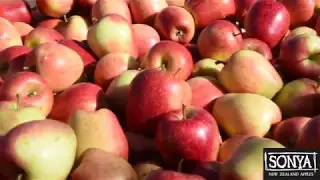 Sonya Apple NZ