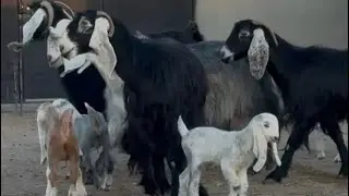 اذكروا الله وصلوا على النبي عرض وبيع معزا عوارض 