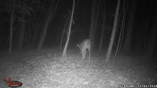 1 20201206 0459 Buck9