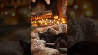 Cat Purring And Fireplace ASMR Ambiance