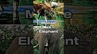 AT: Round 2/Battle 5 #viral #edit #animals #moose #elephant