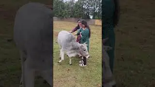 Шарлотт Гошала!! Единственный и неповторимый полноценный ведический Гошала с коровами породы Пунг...
