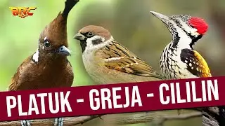 MASTERAN MURAI JUARA | KOMBINASI PLATUK BAWANG - GREJA TARUNG - CILILIN GACOR